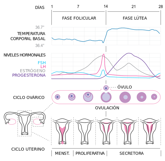 555px MenstrualCycle2 es.svg